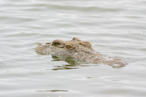 Crocodile dans l'estuaire de St Lucia