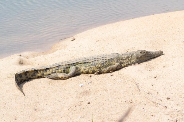 Crocodile dans le parc de la zone humide d'iSimangaliso