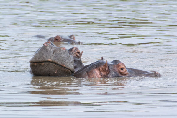 Croisière hippopotame à St Lucia en Afrique du Sud