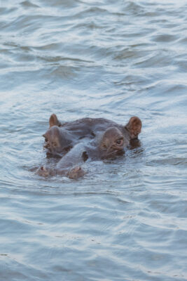 Hippopotame dans l'estuaire de la rivière Sainte-Lucie