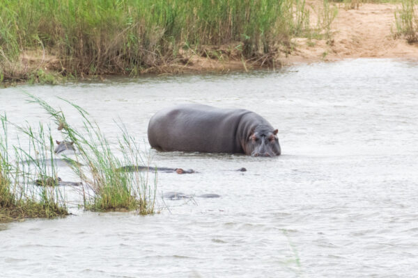 Hippopotame dans le parc d'iSimangaliso