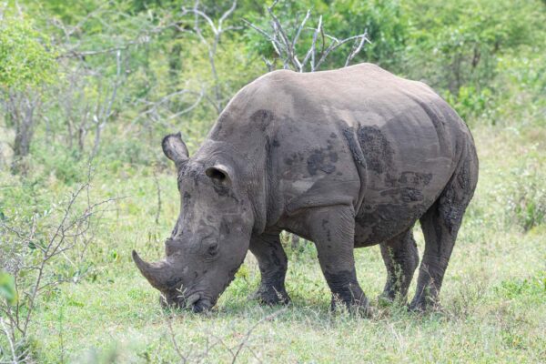 Rhinocéros dans la réserve d'Hluhluwe-Imfolozi