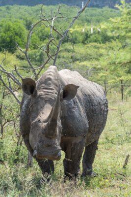 Rhinocéros à Imfolozi en Afrique du Sud