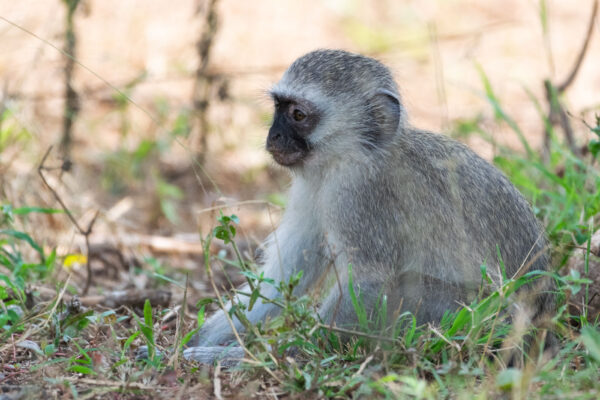 Singe vervet à Santa Lucia en Afrique du Sud