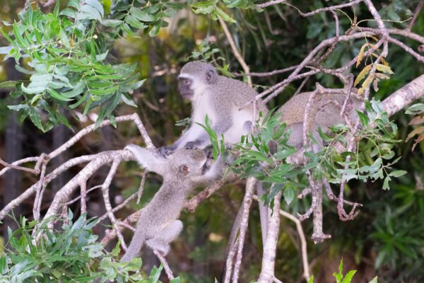 Singe vervet dans le centre de St Lucia