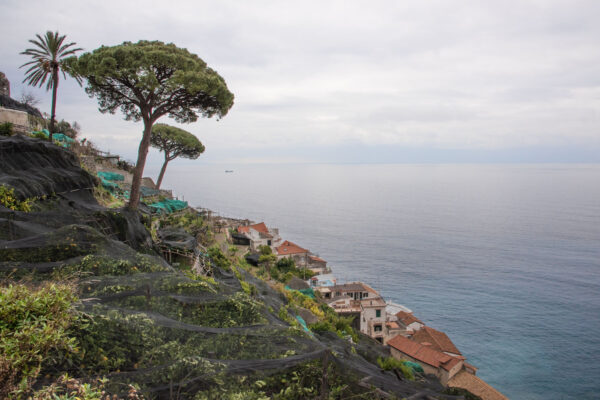 Citronniers sur les hauteurs d'Amalfi