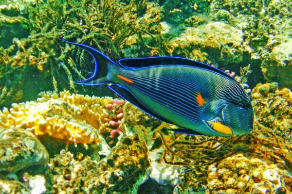 Excursion plongée à Hurghada