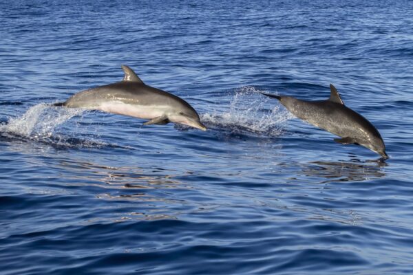 Voir des dauphins à Hurghada