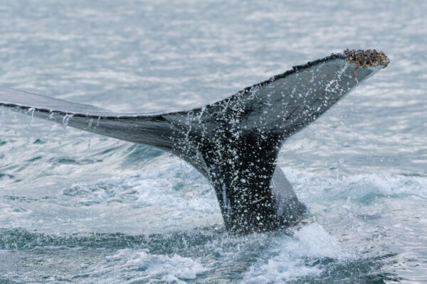 Baleine en mer dans la baie d'Husavik