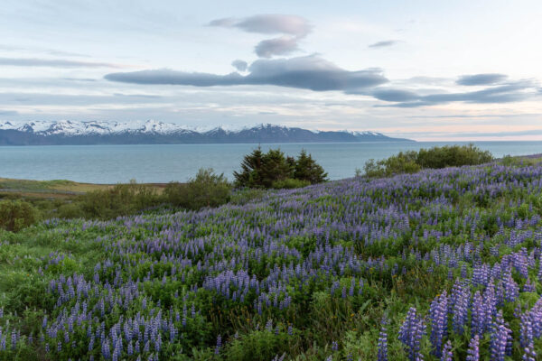 Lupins à Husavik en été