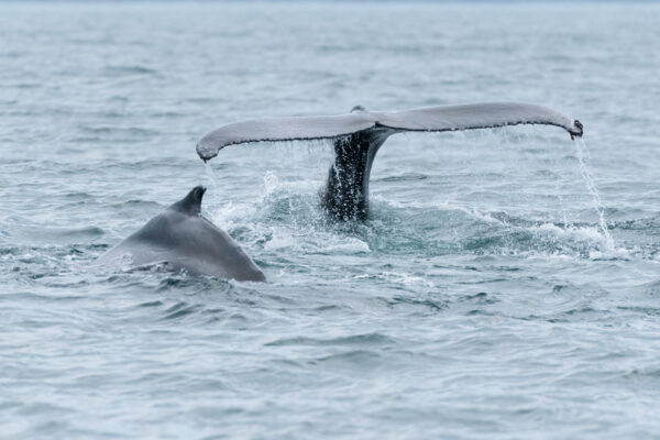 Queue de baleine à Husavik en Islande
