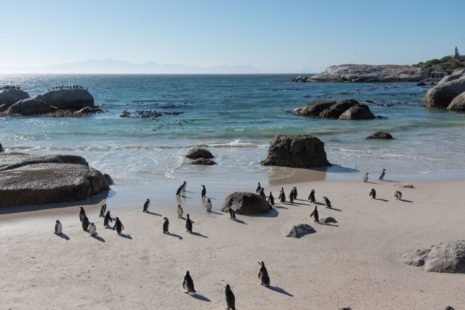 Boulder's Beach