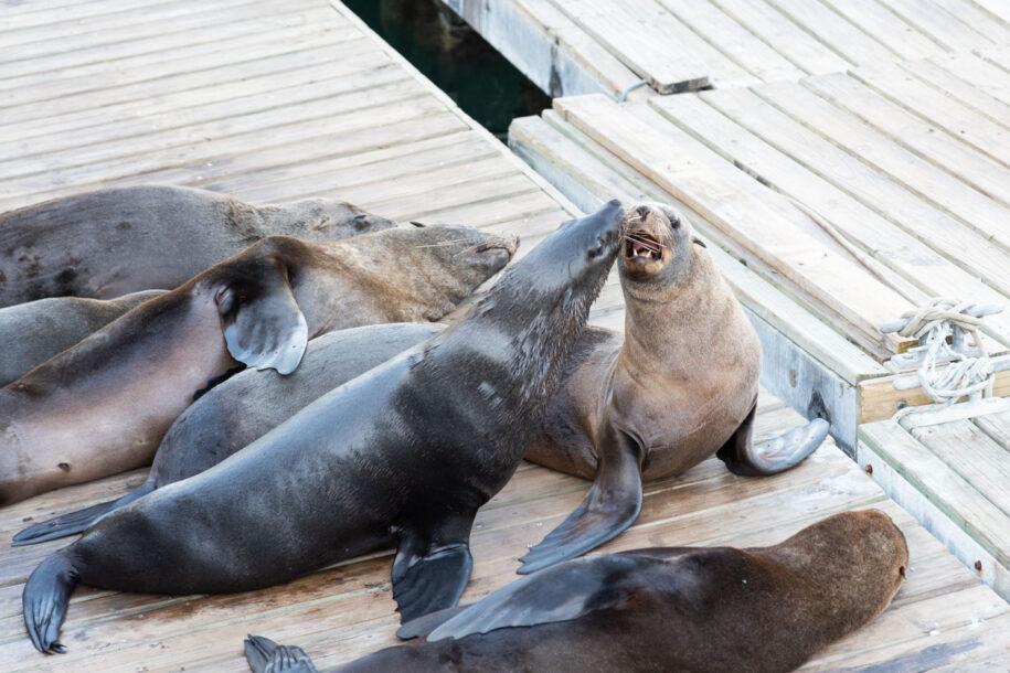 Phoque dans le port de Cape Town