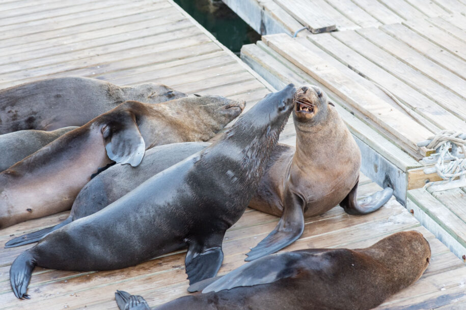 Phoque dans le port de Cape Town