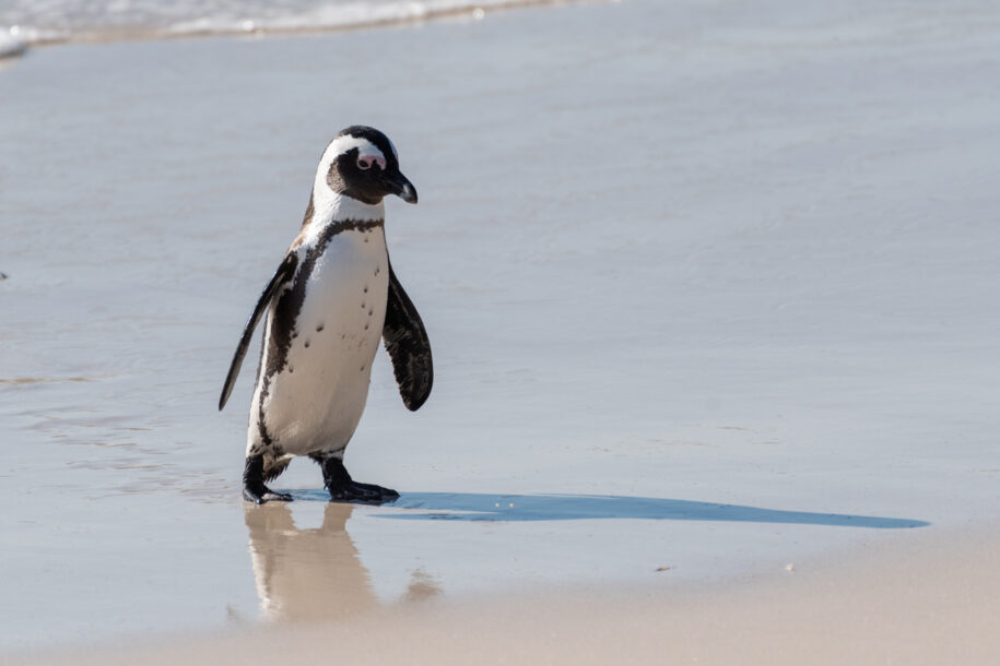 Pingouin dans la péninsule de Cape Town