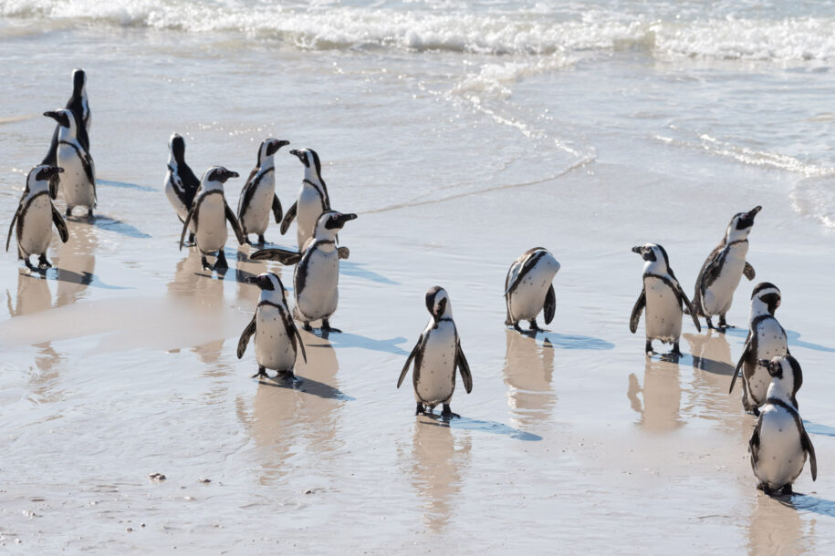 Plage avec des pingouins